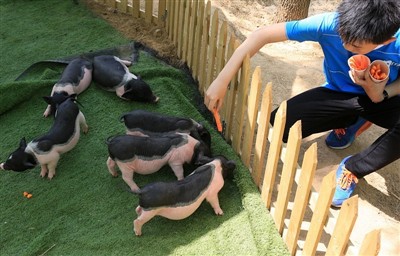 Was würden Sie tun, wenn ein Meerschweinchen einen Hitzschlag erleidet?